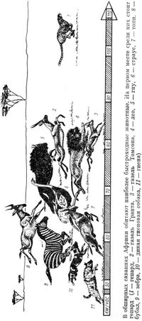 Феликс Родригес де ла Фуэнте - Африканский рай