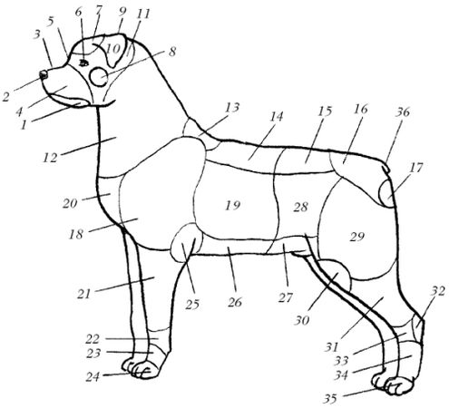Мария Дорош - Ветеринарный справочник для владельцев собак