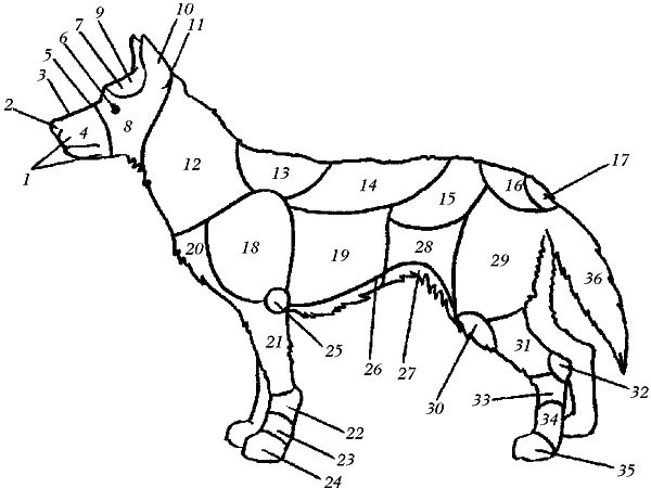 Ольга Зыкина - Немецкая овчарка