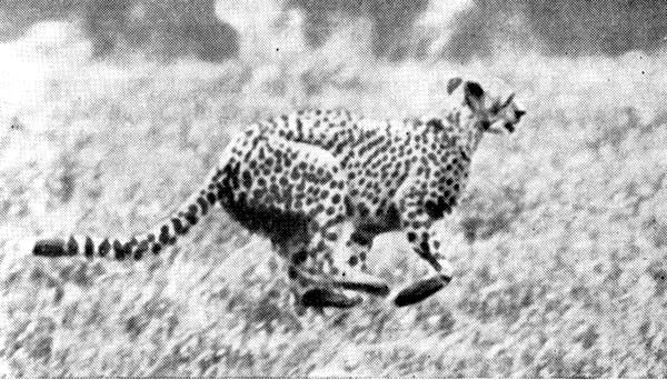 Феликс Родригес де ла Фуэнте - Африканский рай