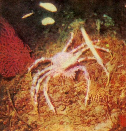 Герман Хеберляйн - Подводный мир