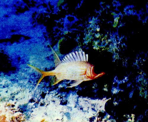 Герман Хеберляйн - Подводный мир