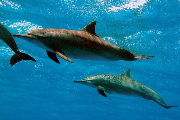 Андрей Рянский - Дайвинг. Красное море