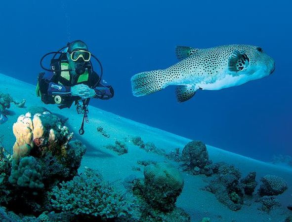 Андрей Рянский - Дайвинг. Красное море