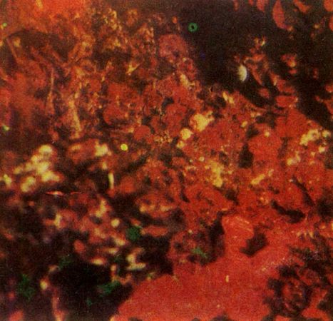 Герман Хеберляйн - Подводный мир