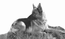 Ольга Зыкина - Немецкая овчарка