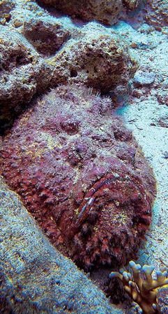 Андрей Рянский - Дайвинг. Красное море