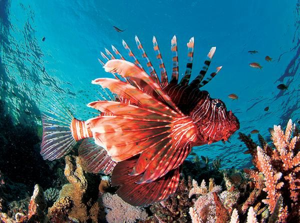 Андрей Рянский - Дайвинг. Красное море