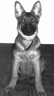 Ольга Зыкина - Немецкая овчарка