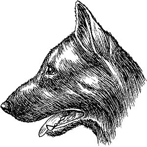 Ольга Зыкина - Немецкая овчарка