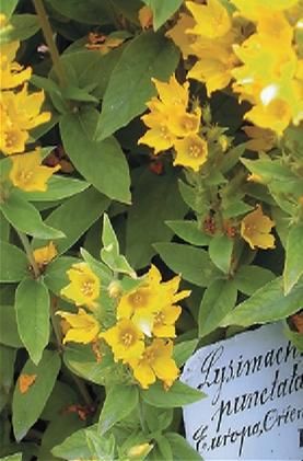 Биргит Кремер, Эльке Фрей и др. - Стокгольм. Путеводитель