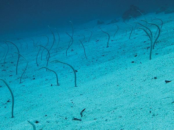 Андрей Рянский - Дайвинг. Красное море