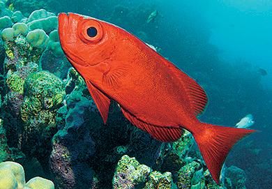 Андрей Рянский - Дайвинг. Красное море