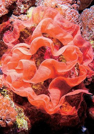 Андрей Рянский - Дайвинг. Красное море