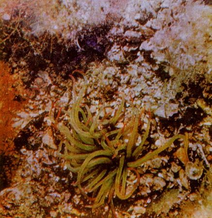 Герман Хеберляйн - Подводный мир