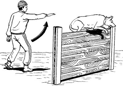 Ольга Зыкина - Немецкая овчарка