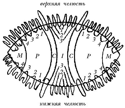 Ольга Зыкина - Немецкая овчарка