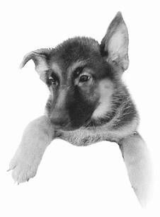 Ольга Зыкина - Немецкая овчарка