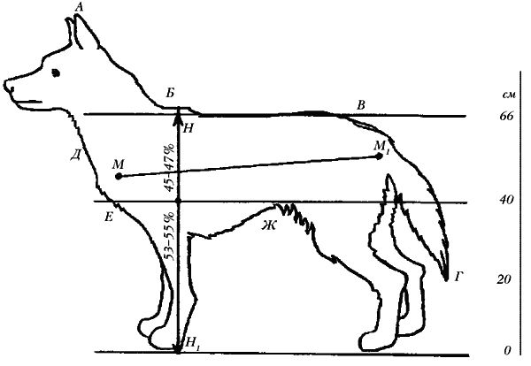 Ольга Зыкина - Немецкая овчарка