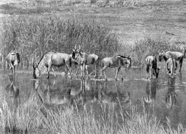 Феликс Родригес де ла Фуэнте - Африканский рай