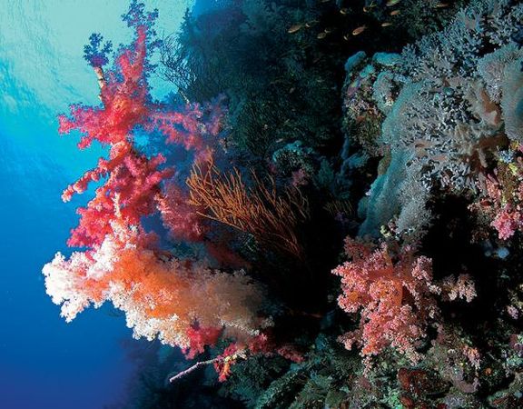 Андрей Рянский - Дайвинг. Красное море