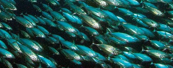 Андрей Рянский - Дайвинг. Красное море