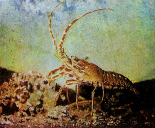 Герман Хеберляйн - Подводный мир