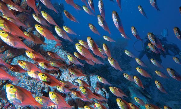 Андрей Рянский - Дайвинг. Красное море