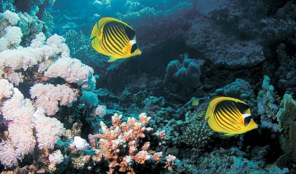 Андрей Рянский - Дайвинг. Красное море