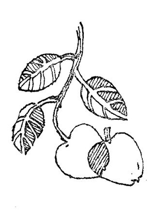 Ольга Коренева - Белая ласточка