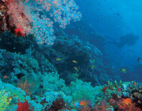 Андрей Рянский - Дайвинг. Красное море