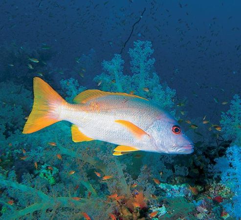 Андрей Рянский - Дайвинг. Красное море