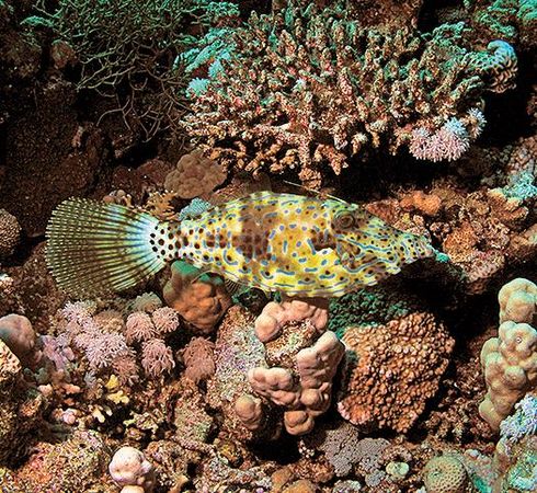 Андрей Рянский - Дайвинг. Красное море