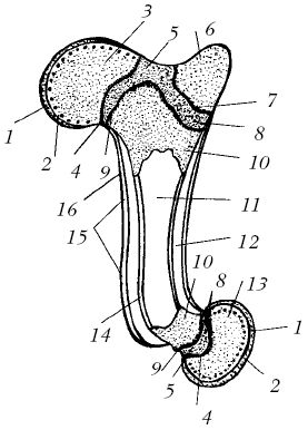 Мария Дорош - Ветеринарный справочник для владельцев собак