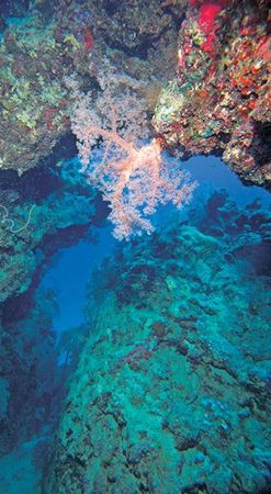 Андрей Рянский - Дайвинг. Красное море