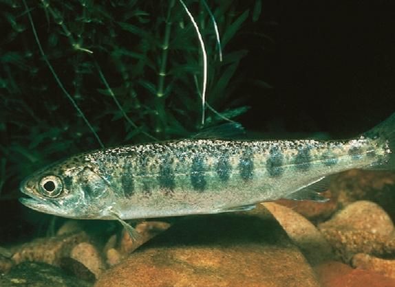 Биргит Кремер, Эльке Фрей и др. - Стокгольм. Путеводитель