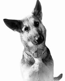 Ольга Зыкина - Немецкая овчарка