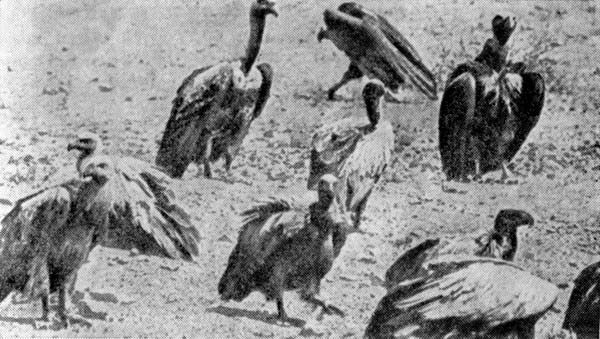 Феликс Родригес де ла Фуэнте - Африканский рай