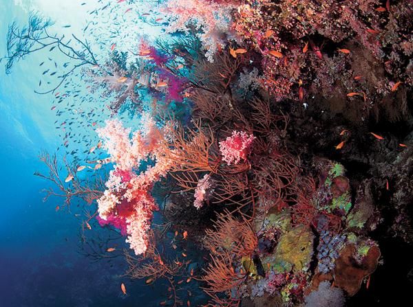 Андрей Рянский - Дайвинг. Красное море