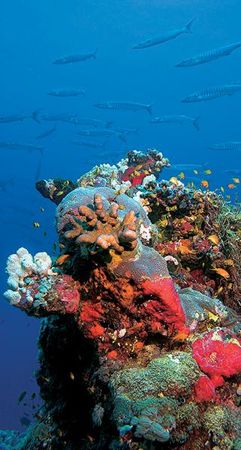 Андрей Рянский - Дайвинг. Красное море