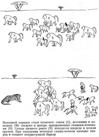 Феликс Родригес де ла Фуэнте - Африканский рай