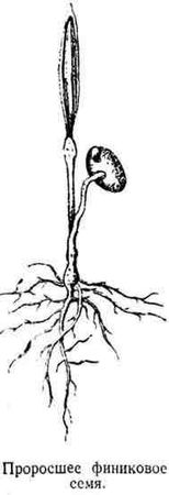 Николай Верзилин - Путешествие с домашними растениями