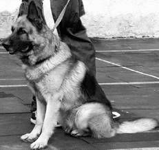 Ольга Зыкина - Немецкая овчарка