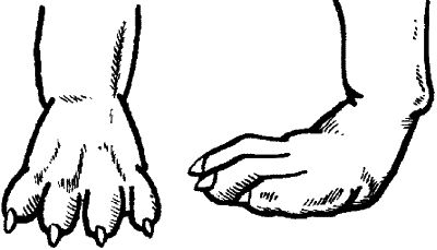 Ольга Зыкина - Немецкая овчарка