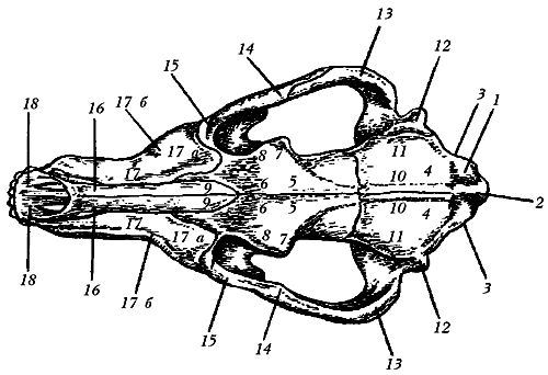 Ольга Зыкина - Немецкая овчарка