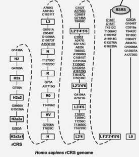 Анатолий Клёсов - ДНК-генеалогия от А до Т