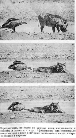 Феликс Родригес де ла Фуэнте - Африканский рай