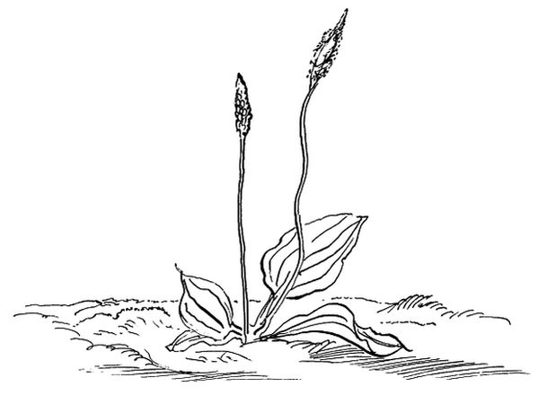 Николай Рубцов - Лирика