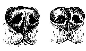 Ольга Зыкина - Немецкая овчарка