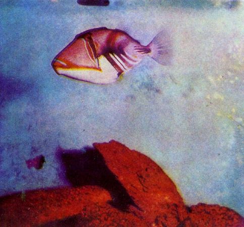 Герман Хеберляйн - Подводный мир